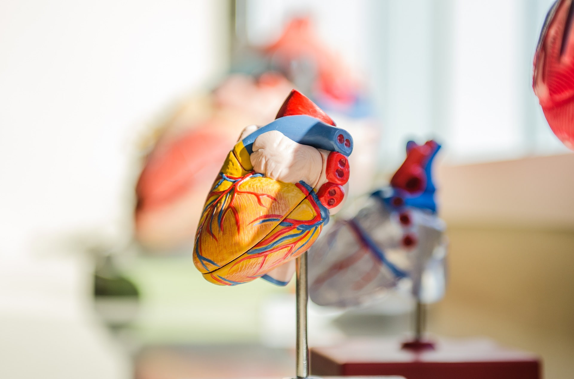 Image of a model of a human heart