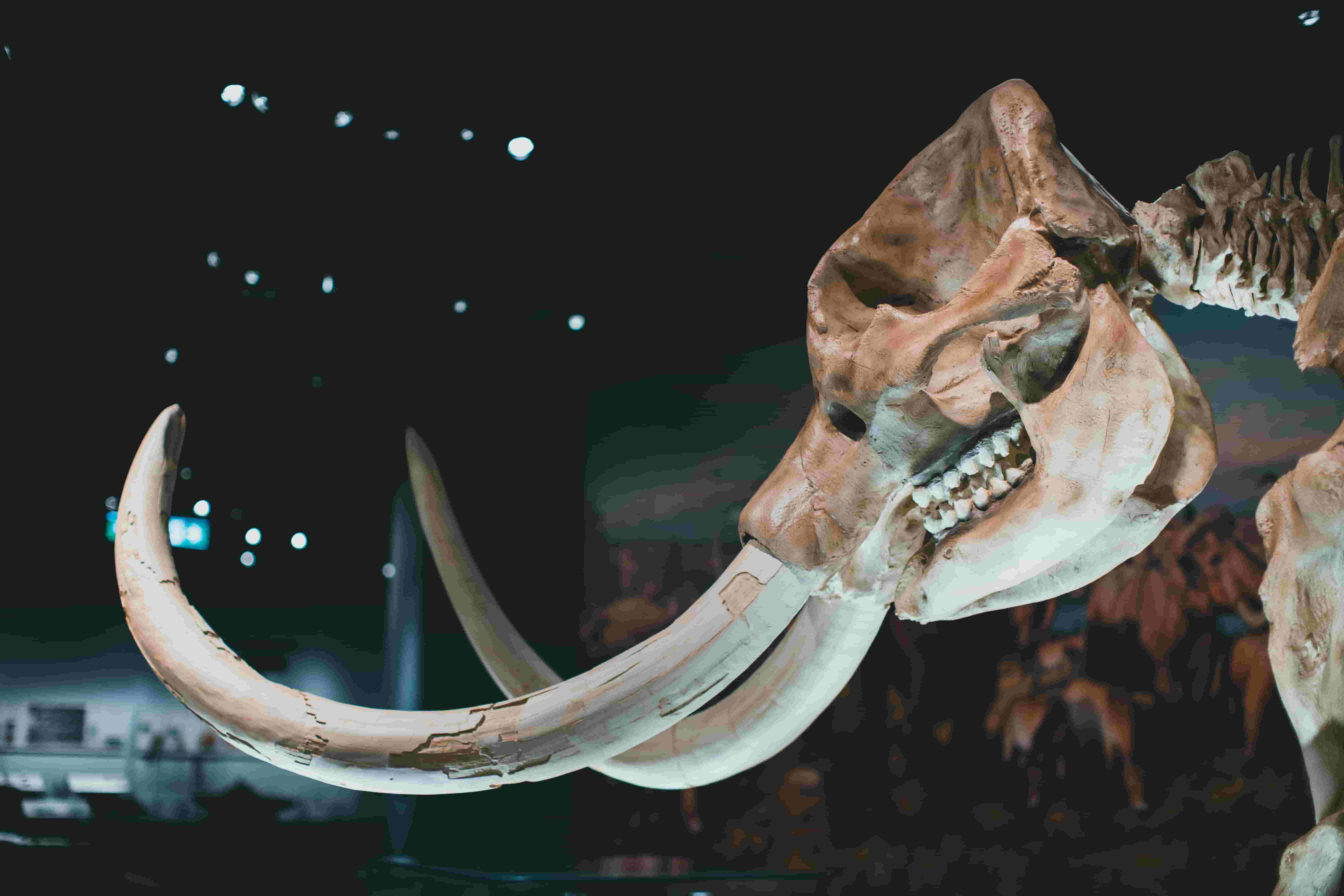 Image of the fossile of a wolly mammoth